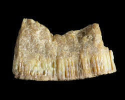 DSC04456